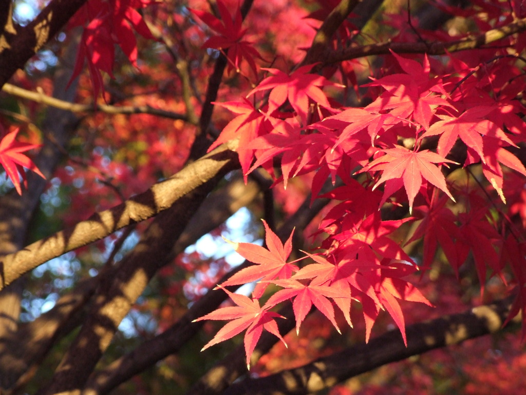 初冬の紅葉１