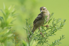 4721tm　だぁれ？