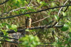 7067m かくれんぼ-2