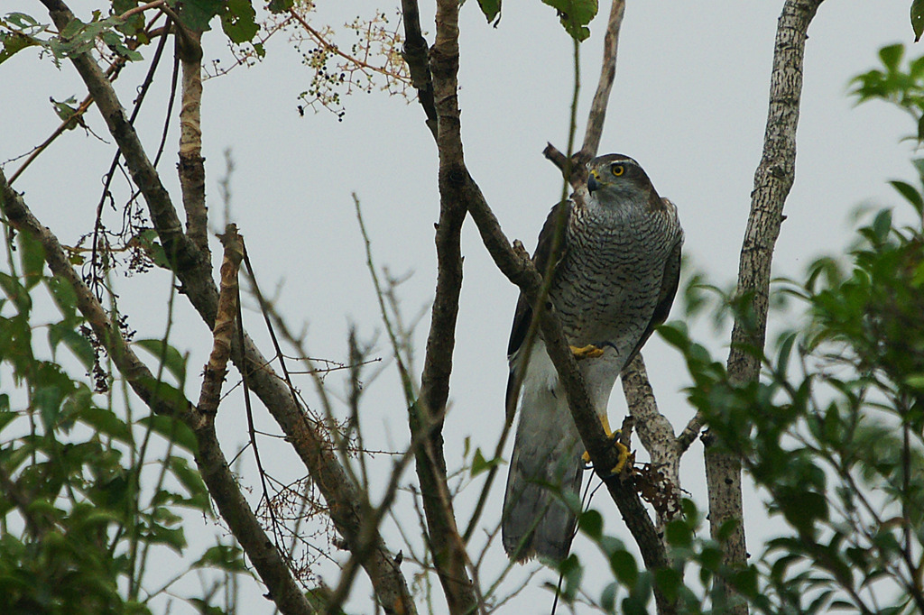 8089tm ハヤブサかも?