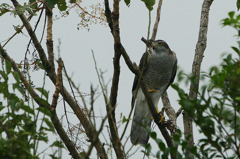 8089tm ハヤブサかも?