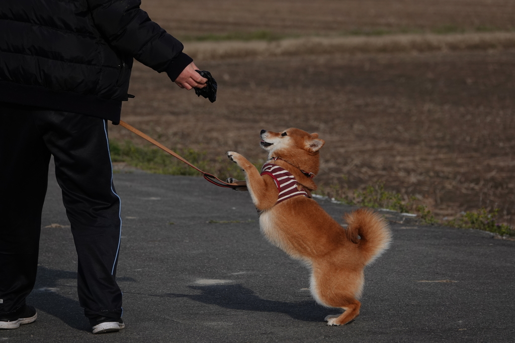 1411