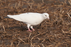 5717