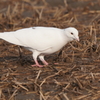 5717