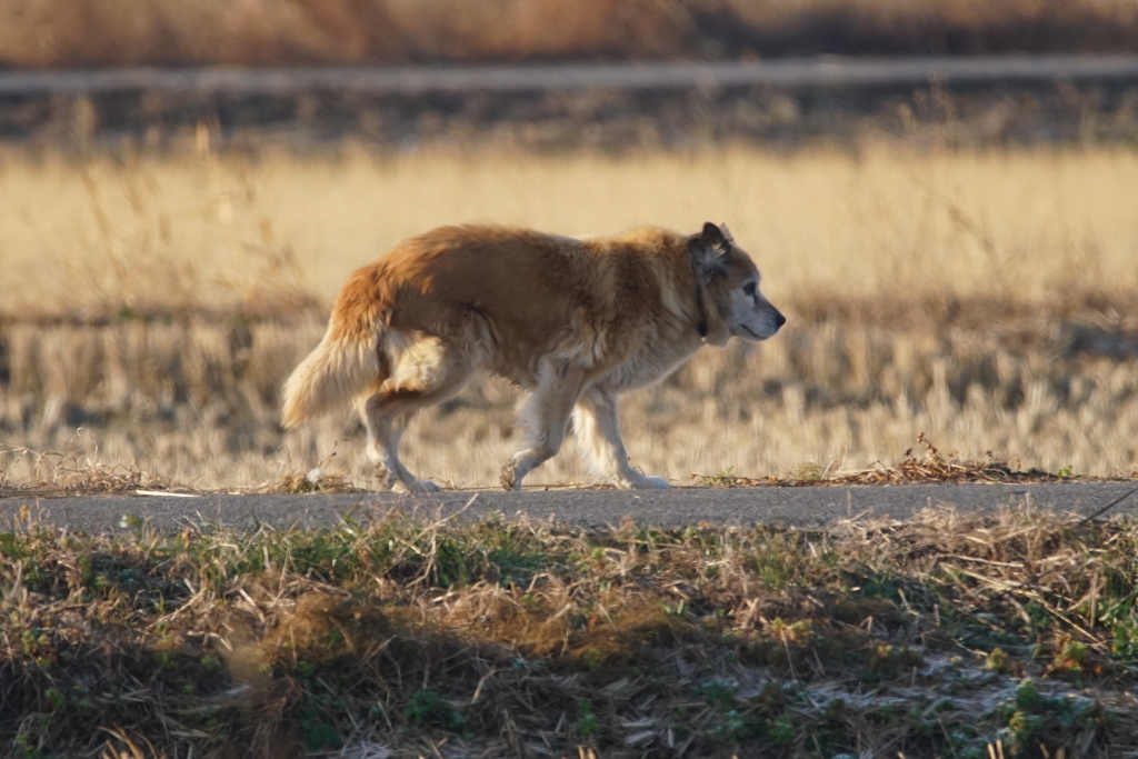 8350 老犬