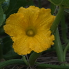 0009