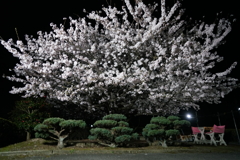 7185 丸井歯科の夜桜