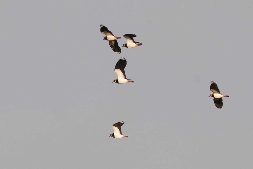 1807tm　この鳥は何かわかりません