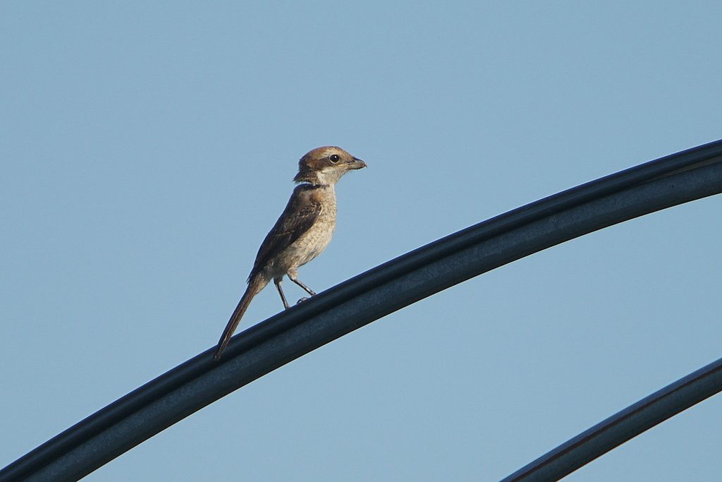 6295tm 首が・・・