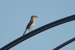 6295tm 首が・・・