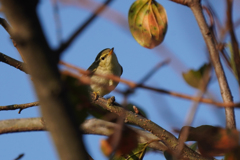 3920t　君はだぁれ？