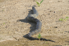 8556