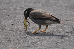 9972