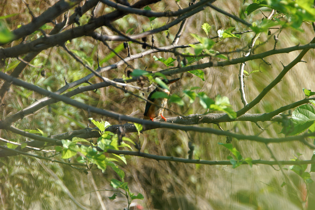 7045m かくれんぼ-1