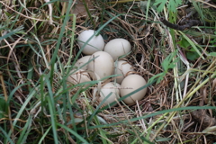 2535 キジの卵(巣)