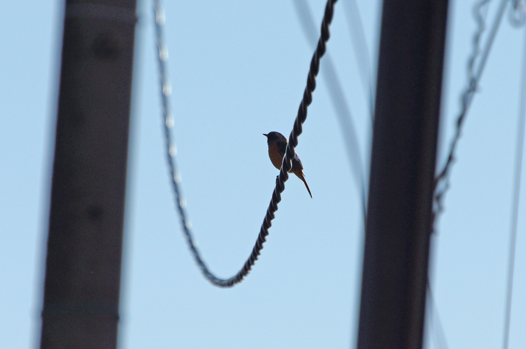 5756 ジョウビタキ