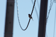 5756 ジョウビタキ