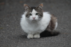 6154
