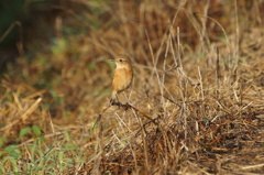 0899 スマートテレコン2.0
