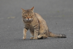 9718