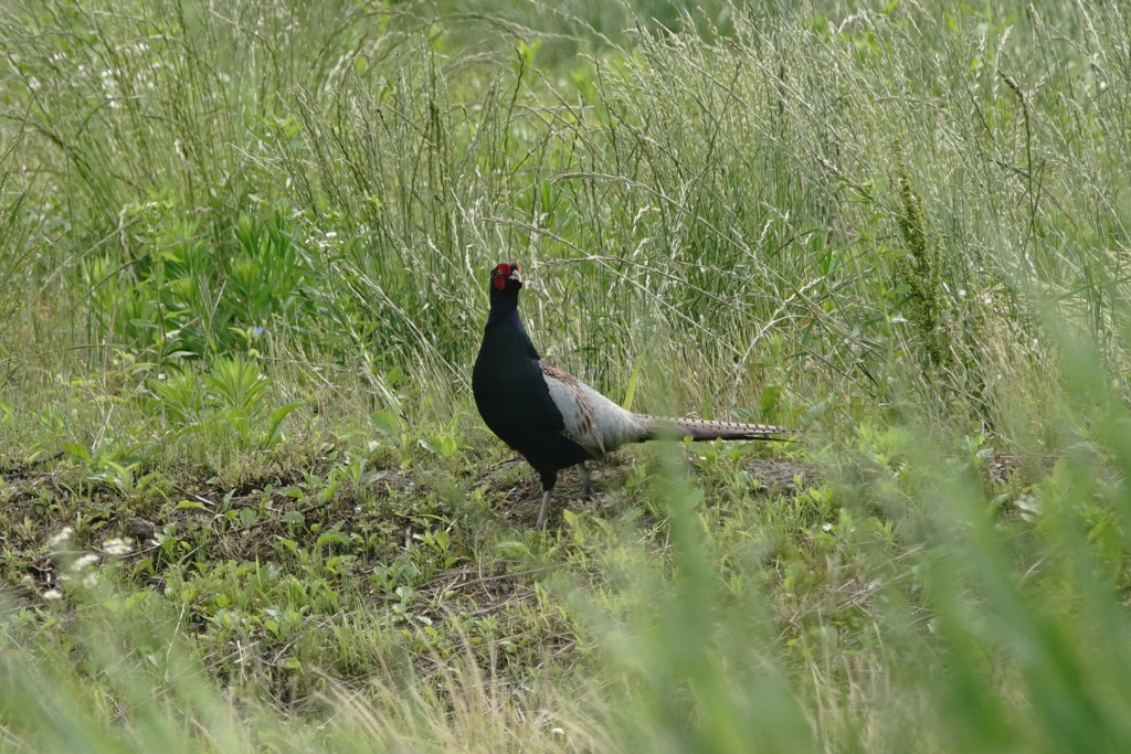 6973t