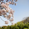 春　薫る