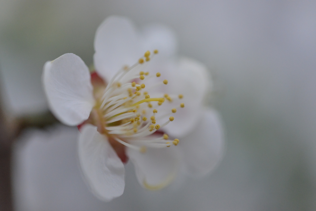  Plum blossom