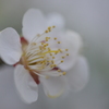  Plum blossom