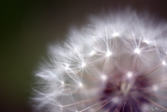 fly away　　綿毛