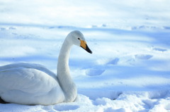 Swan.2