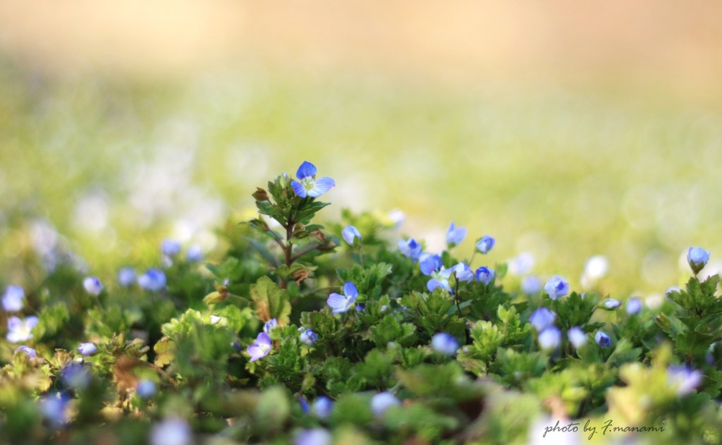 ちいさなお花畑*１