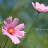 IMG_4891-1