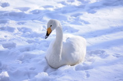 Swan.4