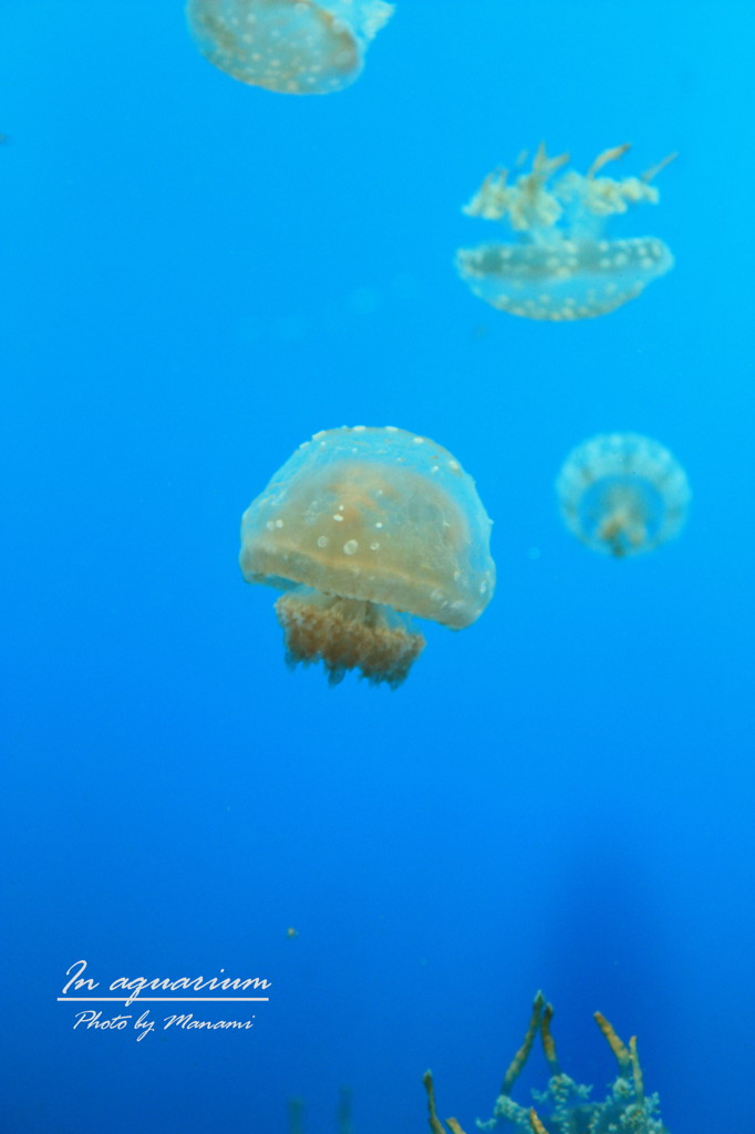 In aquarium.3