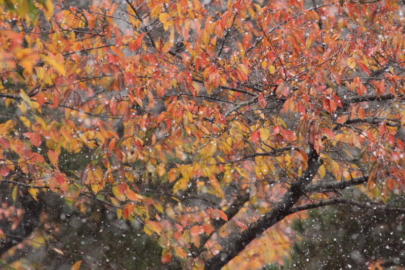 初雪