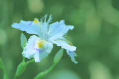 日蔭のシャガ(^^)