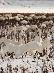 wow wow wow さ！輪になって踊ろ～！！