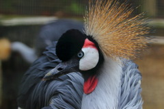 ワイルドで行こう(^^)