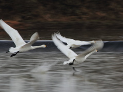 ＳＰＥＥＤ！Ｇｏ！Ｇｏ！(^^)