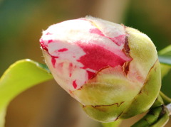 ストロベリージェラート(^^)