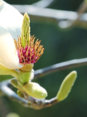 花が散りだした木蓮(^^)