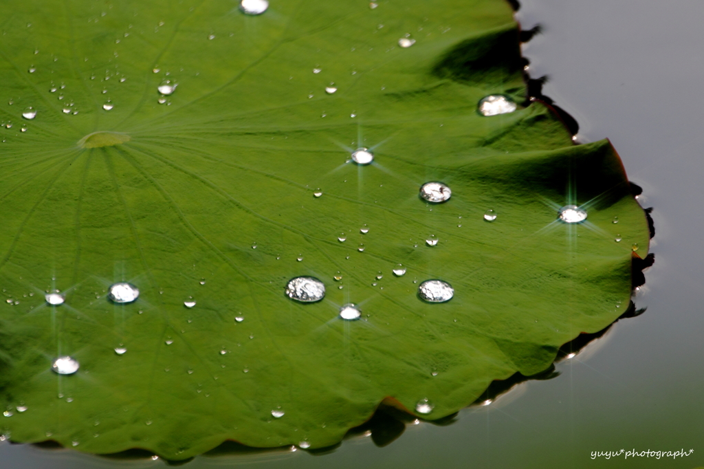 lotus