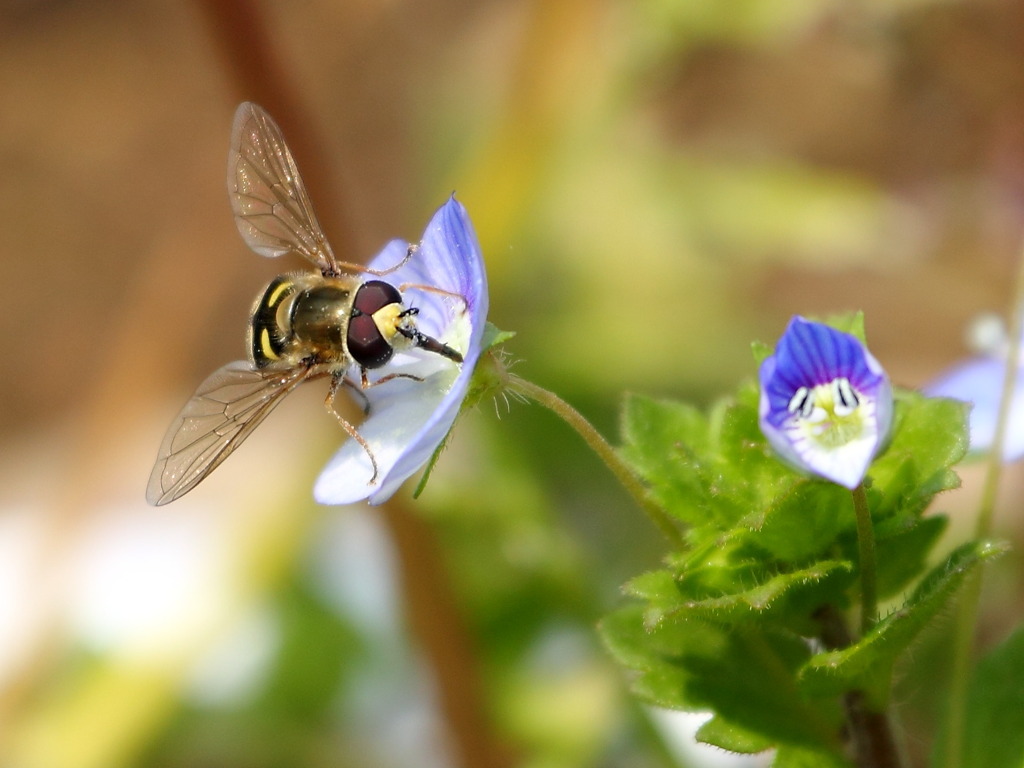 オオイヌノフグリとBEE(^^)