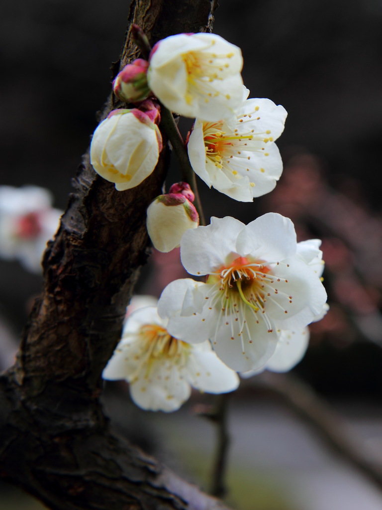 白梅白梅白梅(^^)