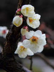 白梅白梅白梅(^^)