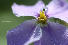 雨飾り