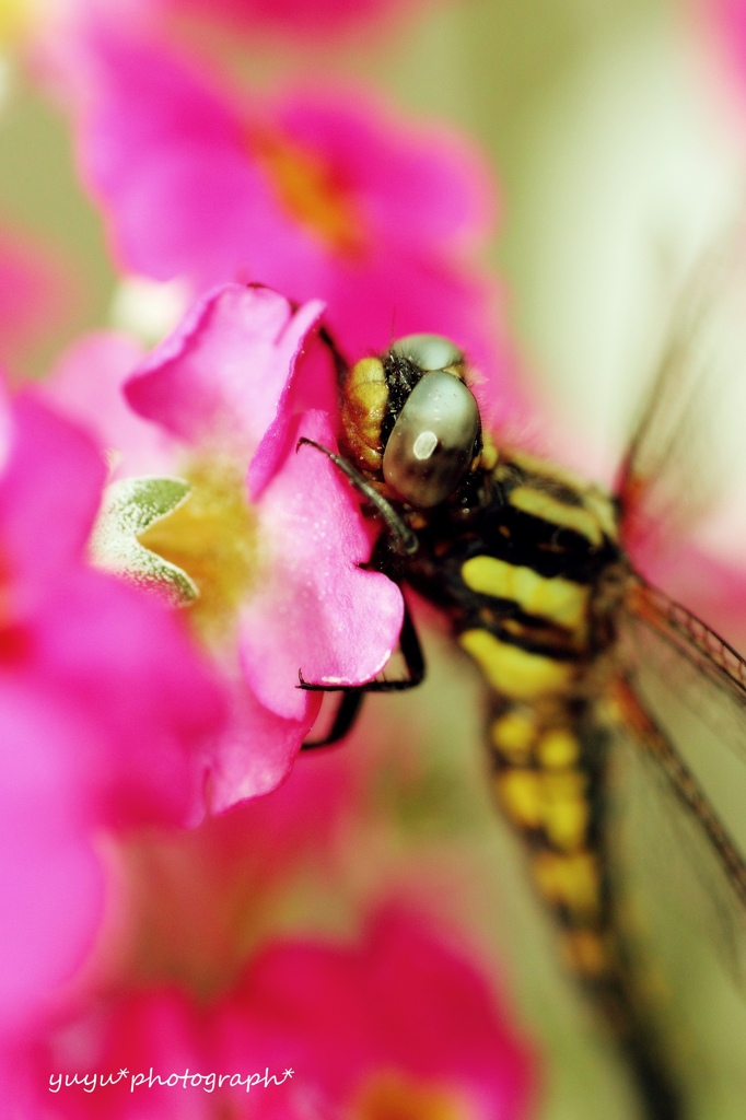 花夢