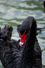 白鳥ならぬ黒鳥(^^)