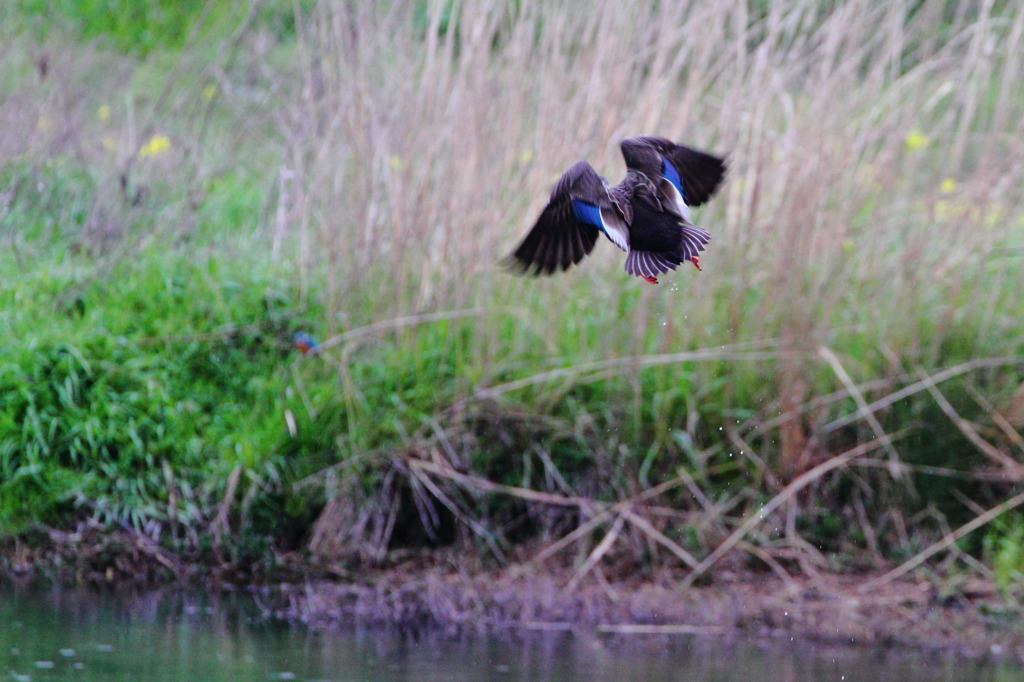春の河原かも？(^^)