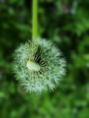 春の線香花火？(^^)